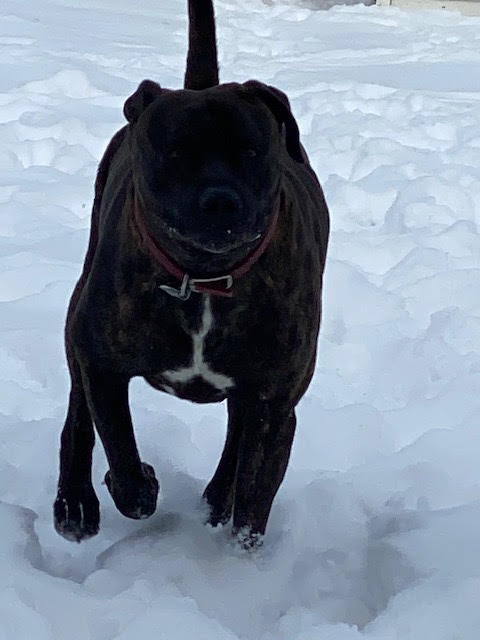 dog running through the snow